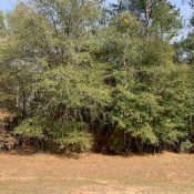 167 SPARKLEBERRY BLVD